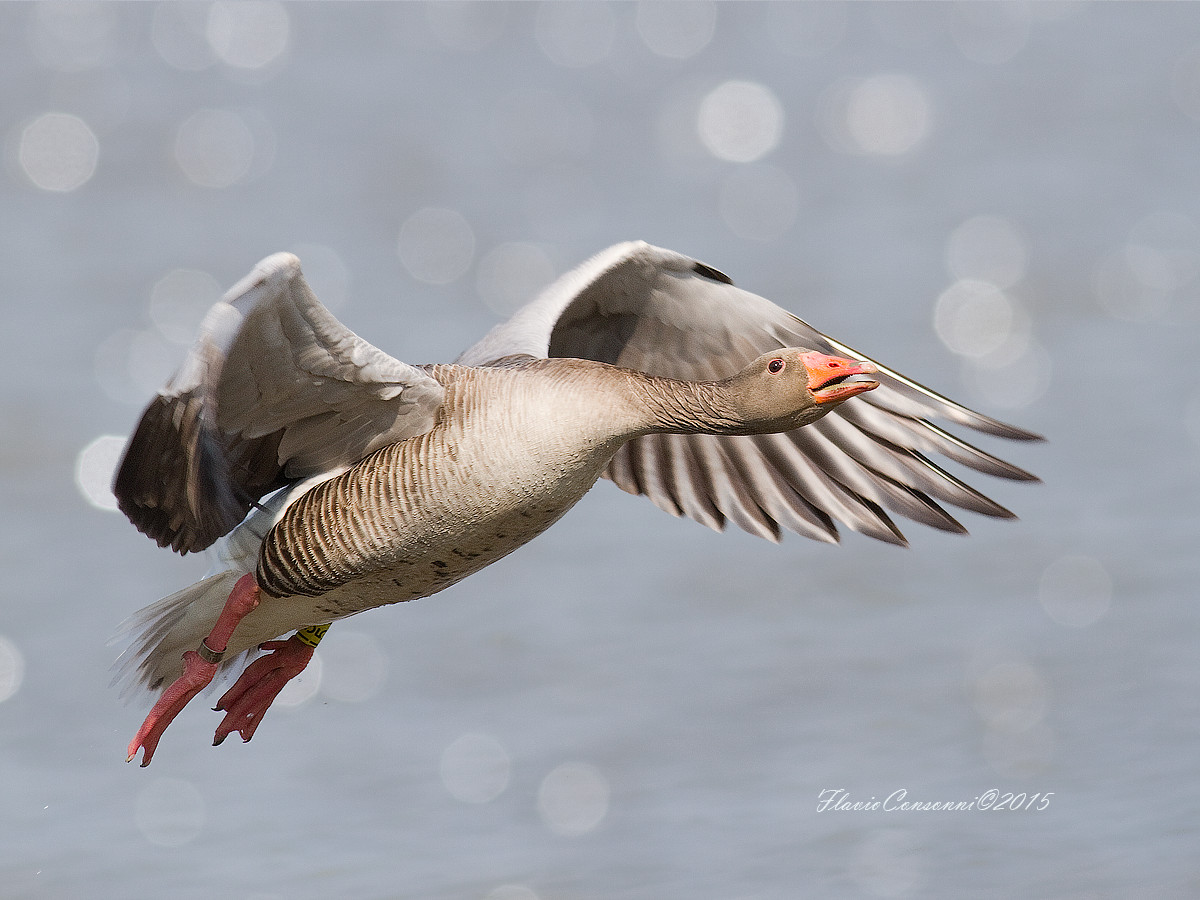 Oca selvatica in volo