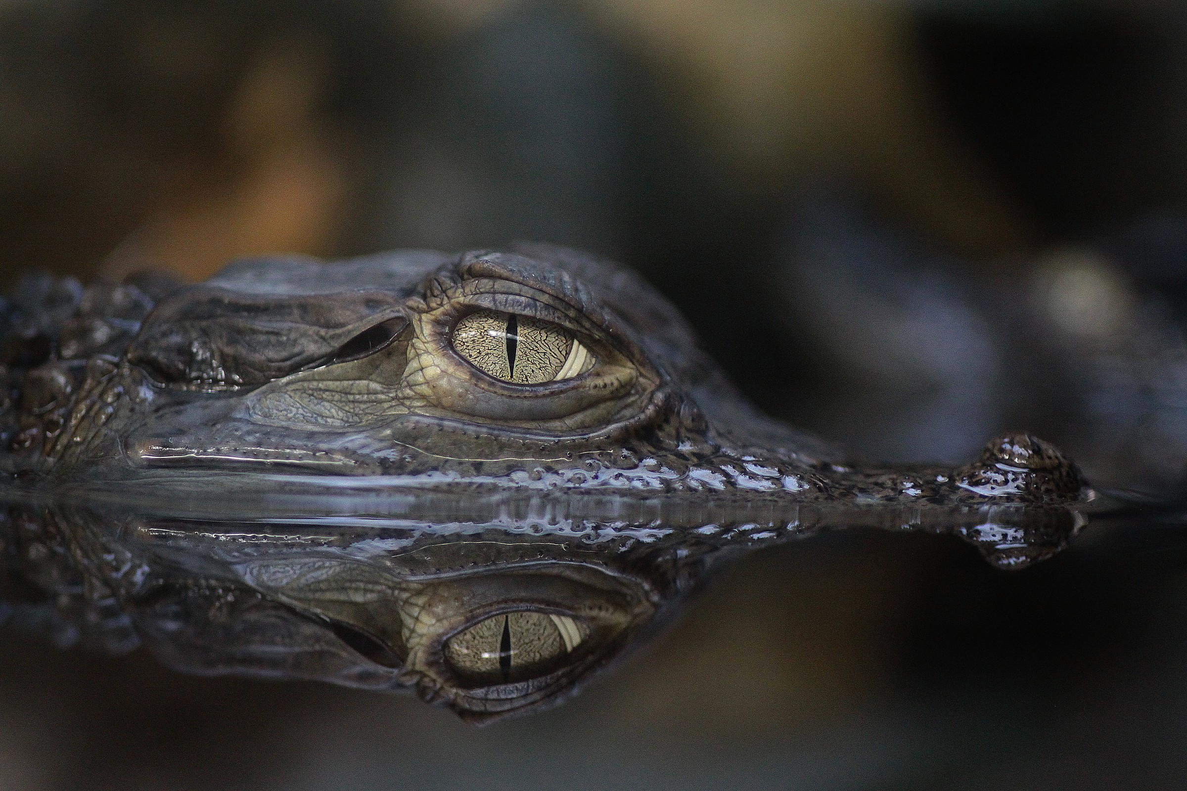 Solo per i tuoi occhi........