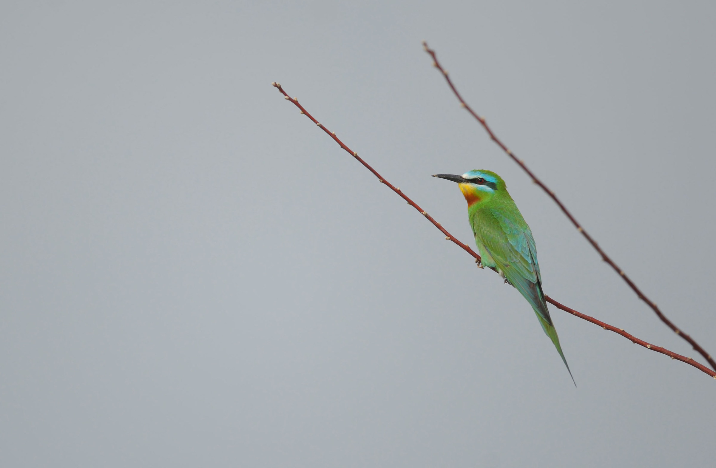 Gruccione...l'egiziano