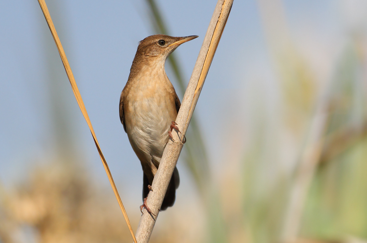 Savi's Warbler