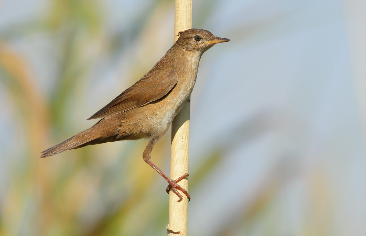 Savi's Warbler