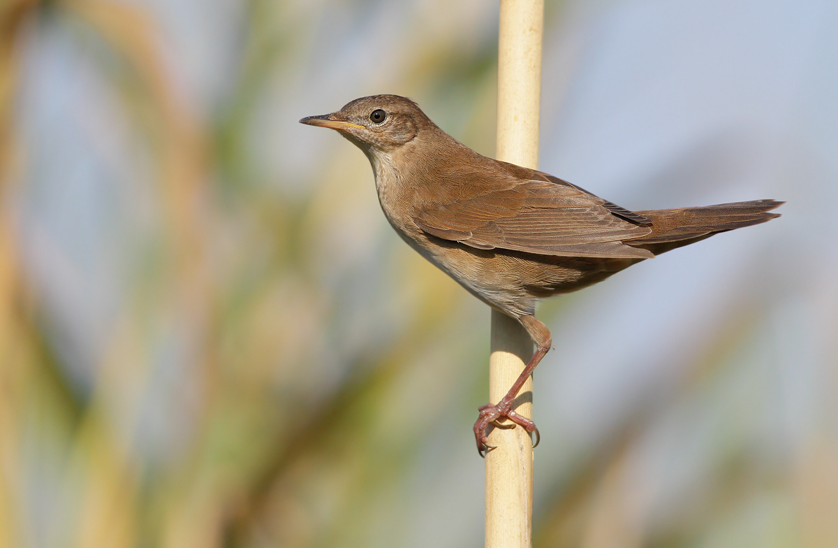 Savi's Warbler