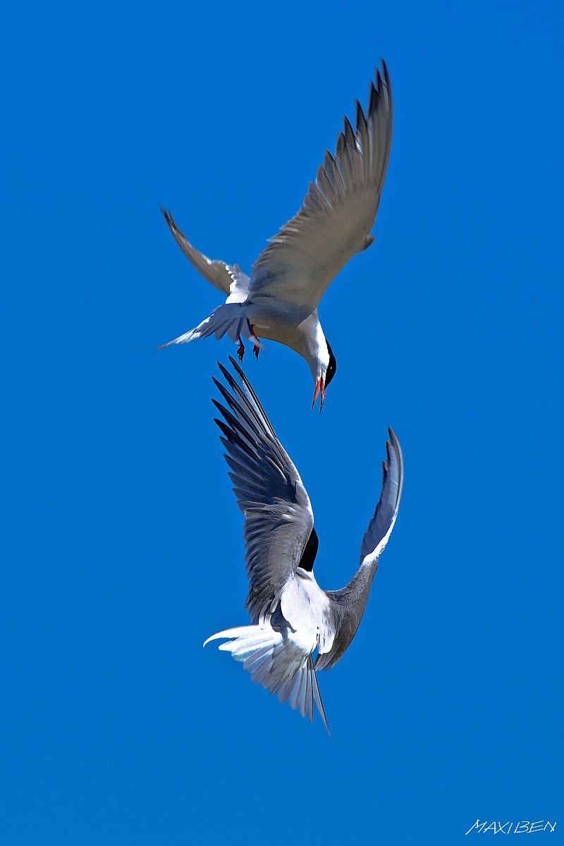 Combattimento tra sterne