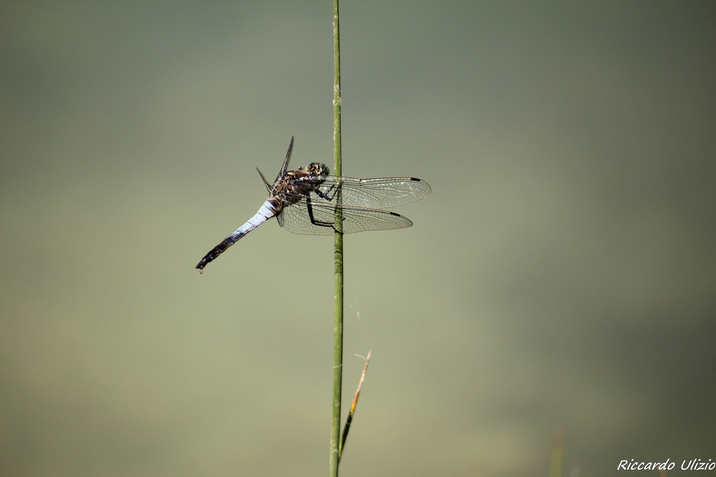 Purple Dragonfly Lake