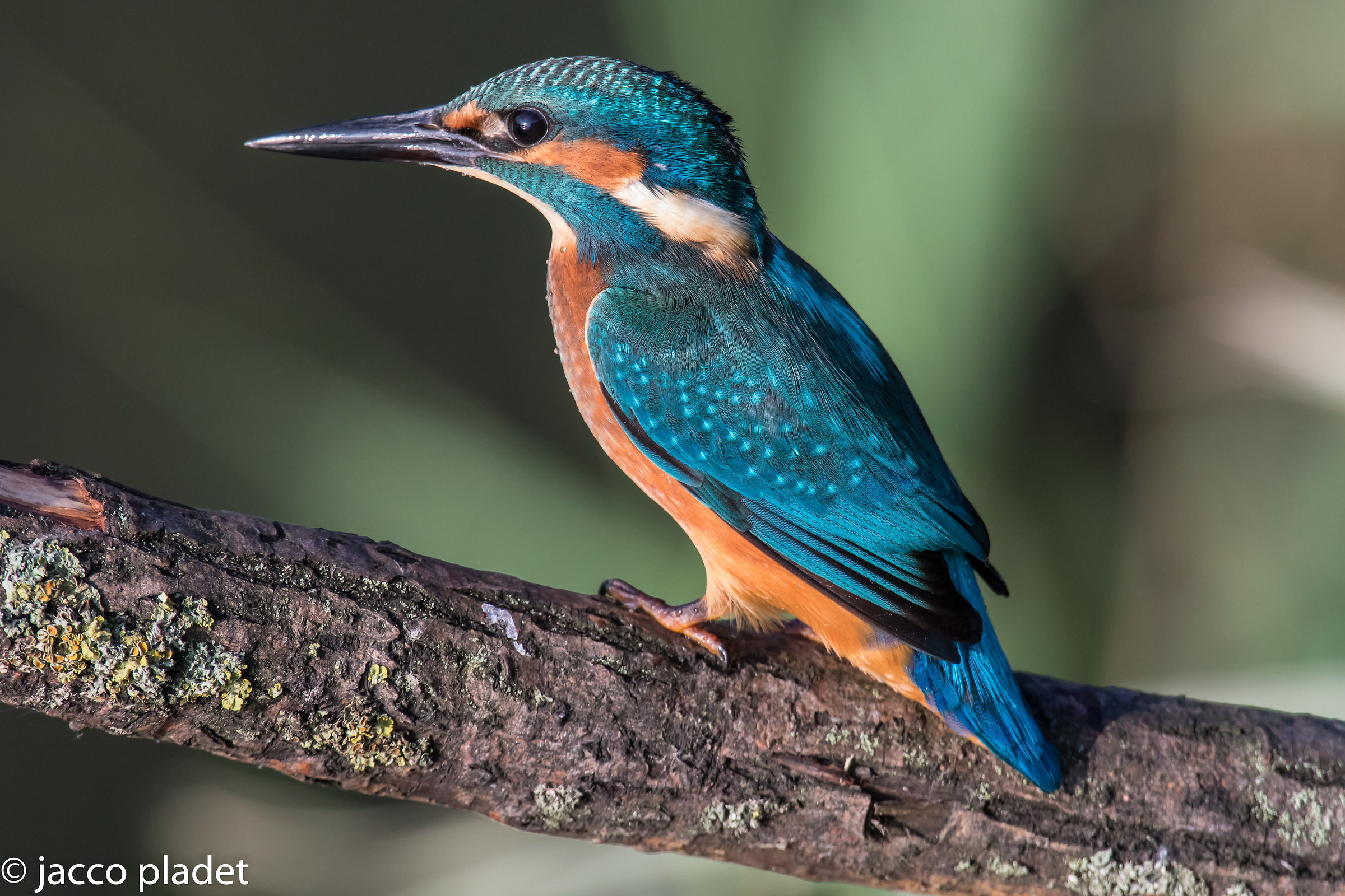 sottile martin pescatore