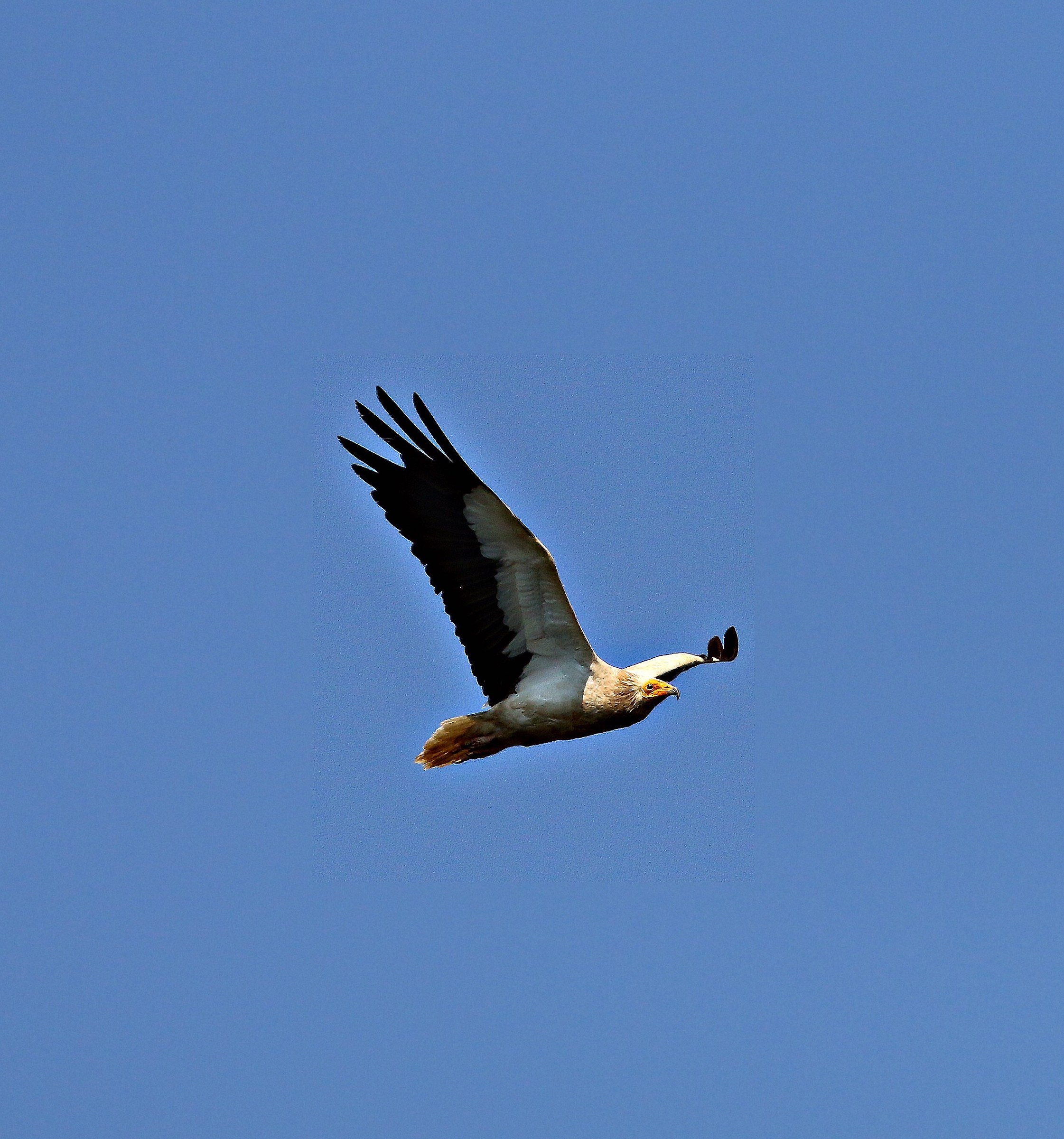 Egyptian vulture