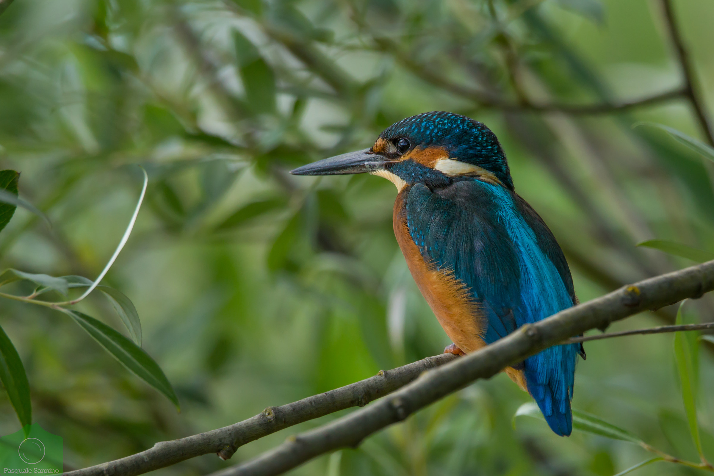 Alcedo atthis