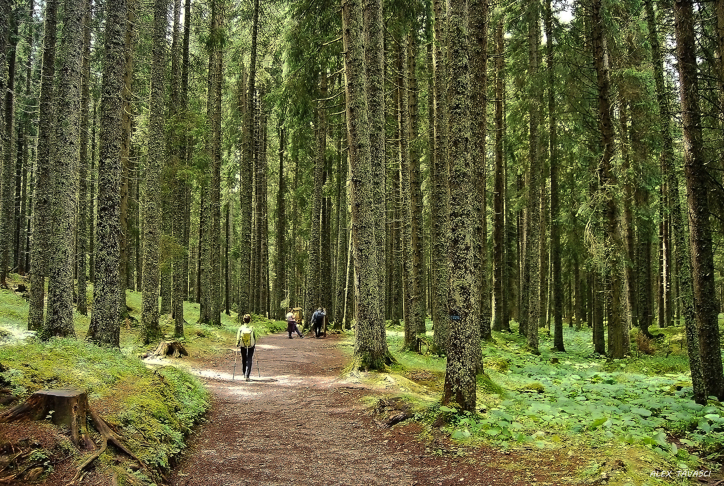 Nel bosco dei violini.