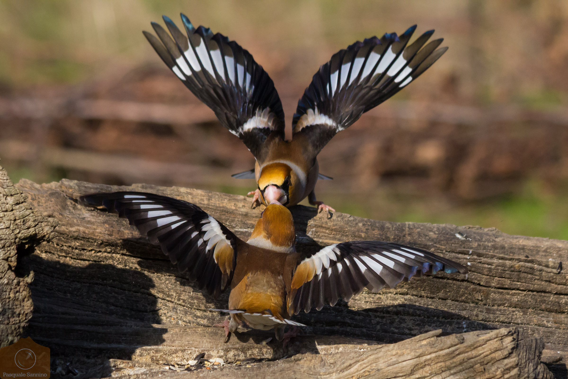 Hawfinch - Frosone - Ver. 1.1