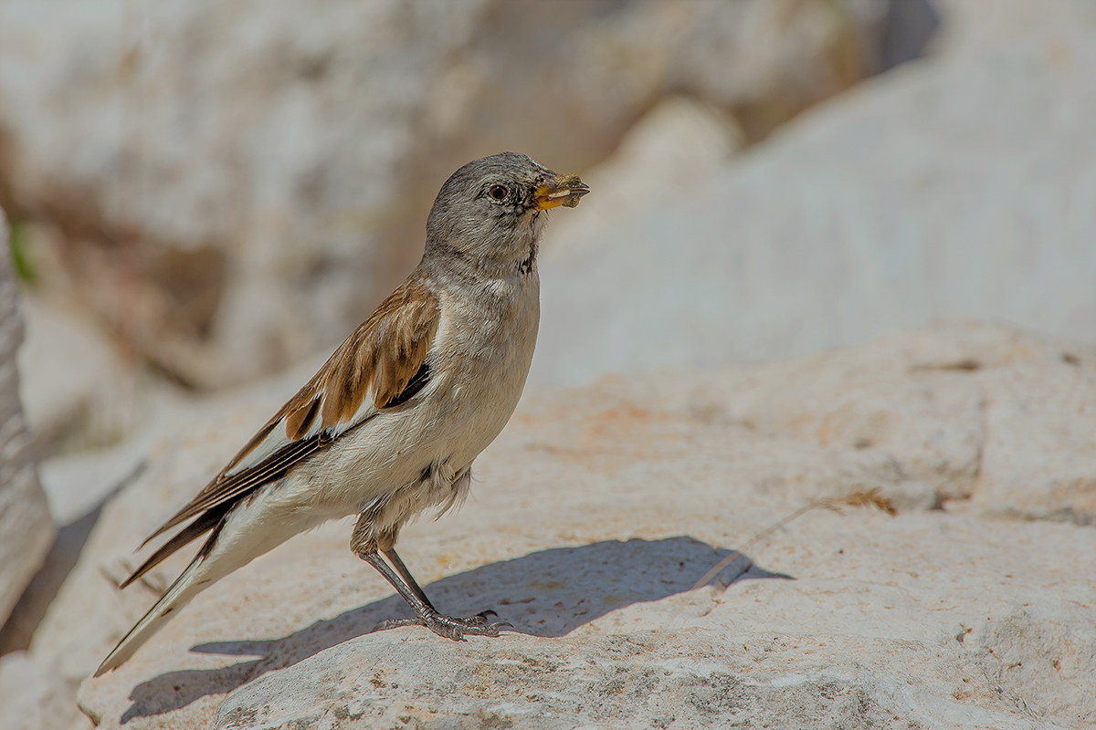 Chaffinch Alpine Summer