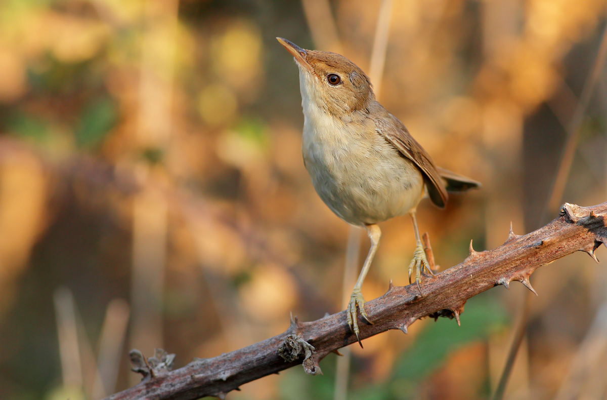Young warbler