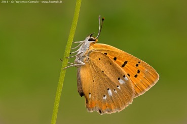 Lycaena virgaureae