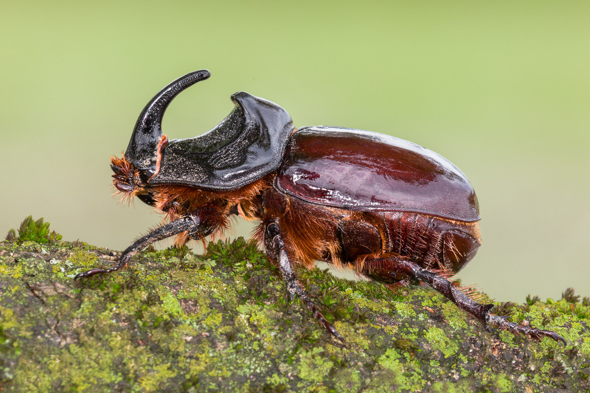 Scarabeo rinoceronte (Oryctes nasicornis)