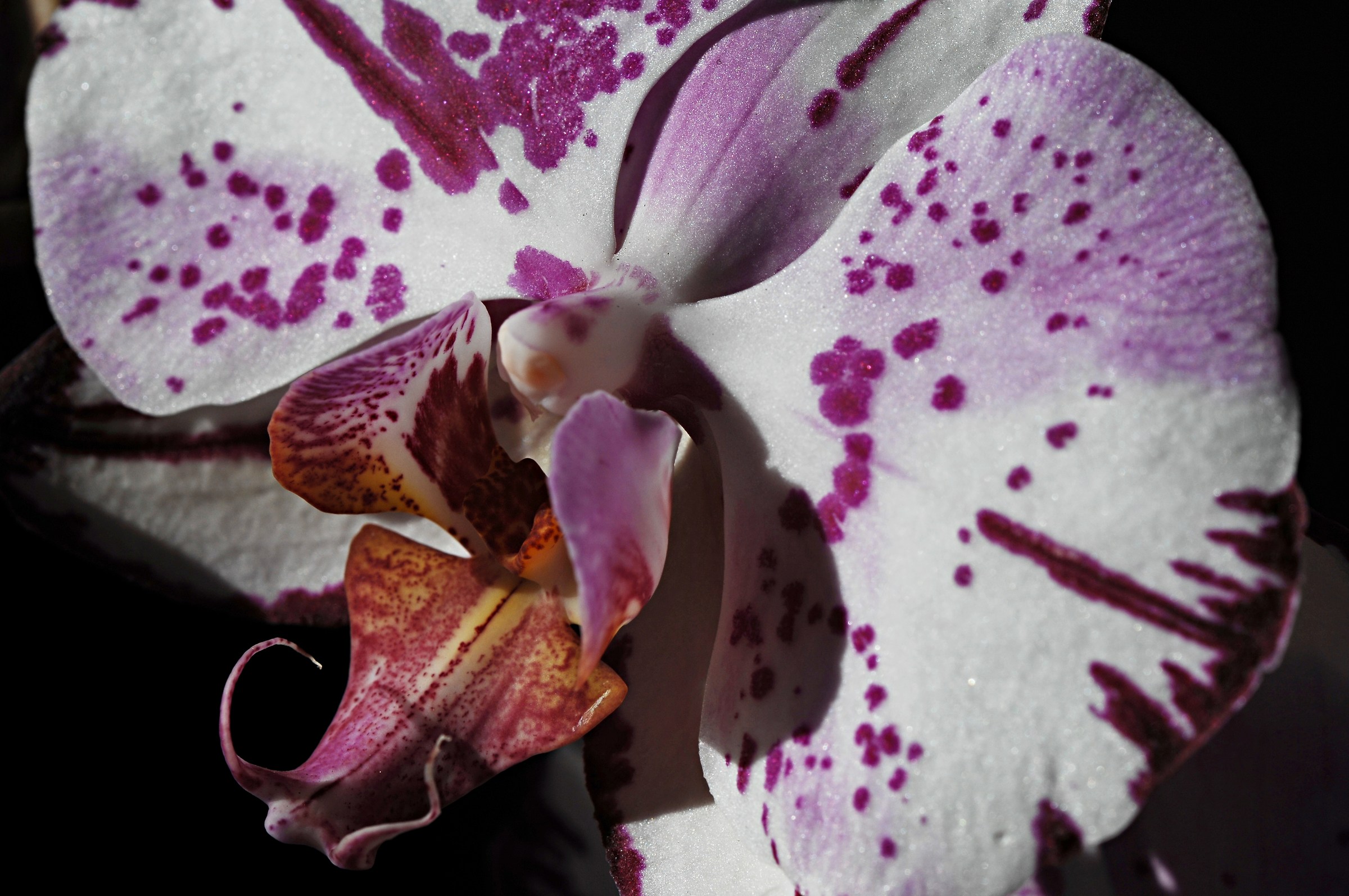 Orchidea in penombra