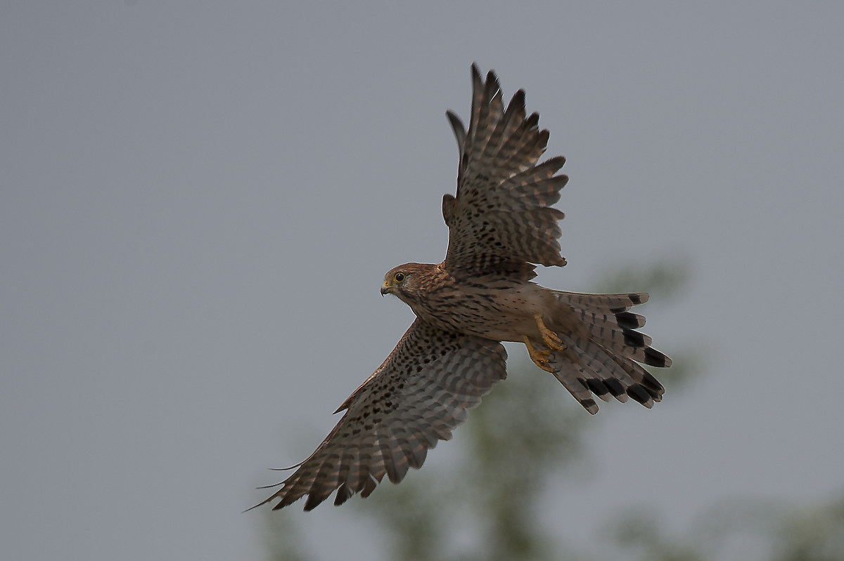Kestrel