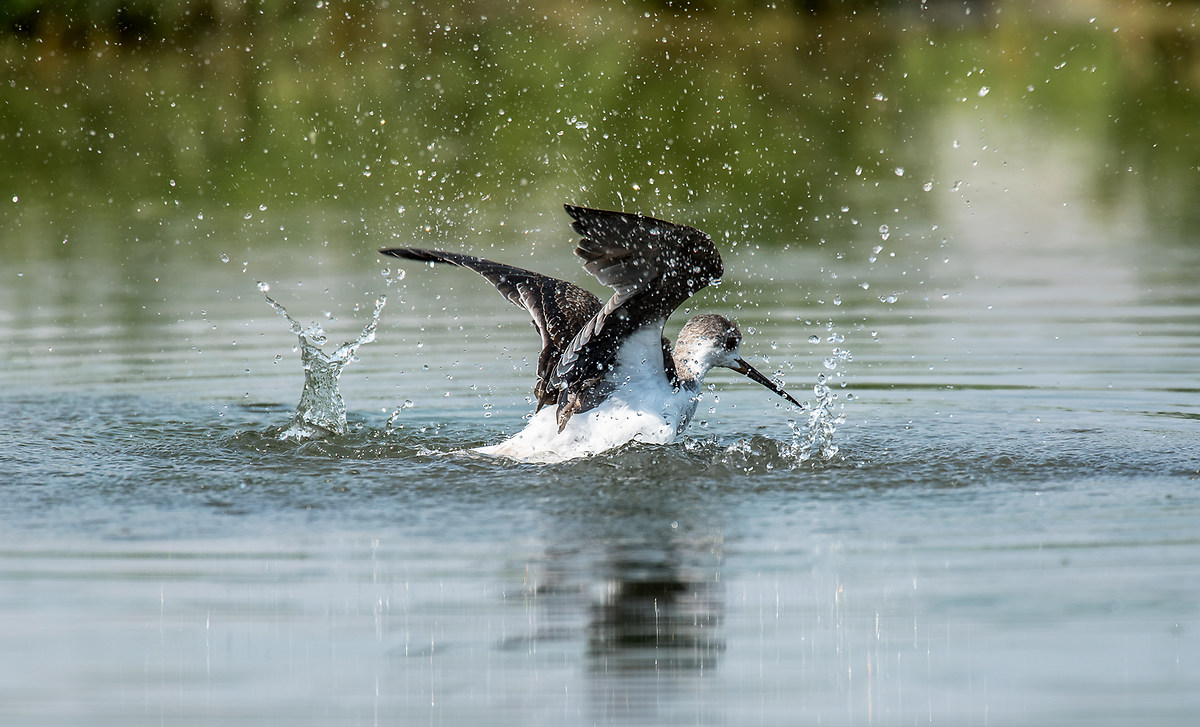 Giovane cavagliere d'italia