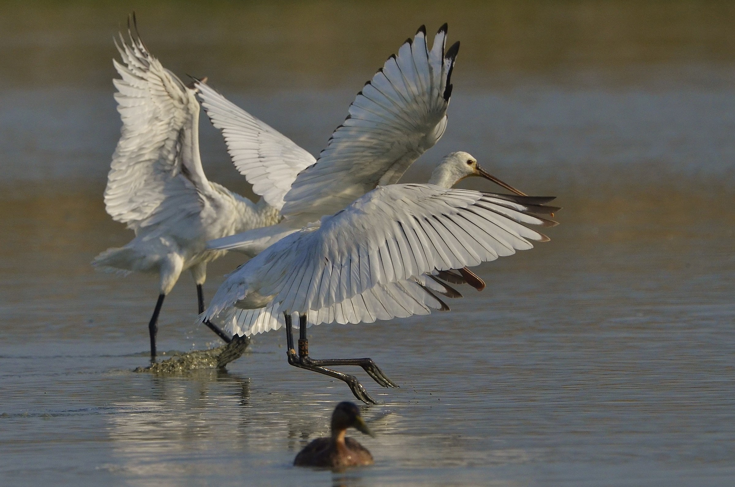 Le ali delle spatole