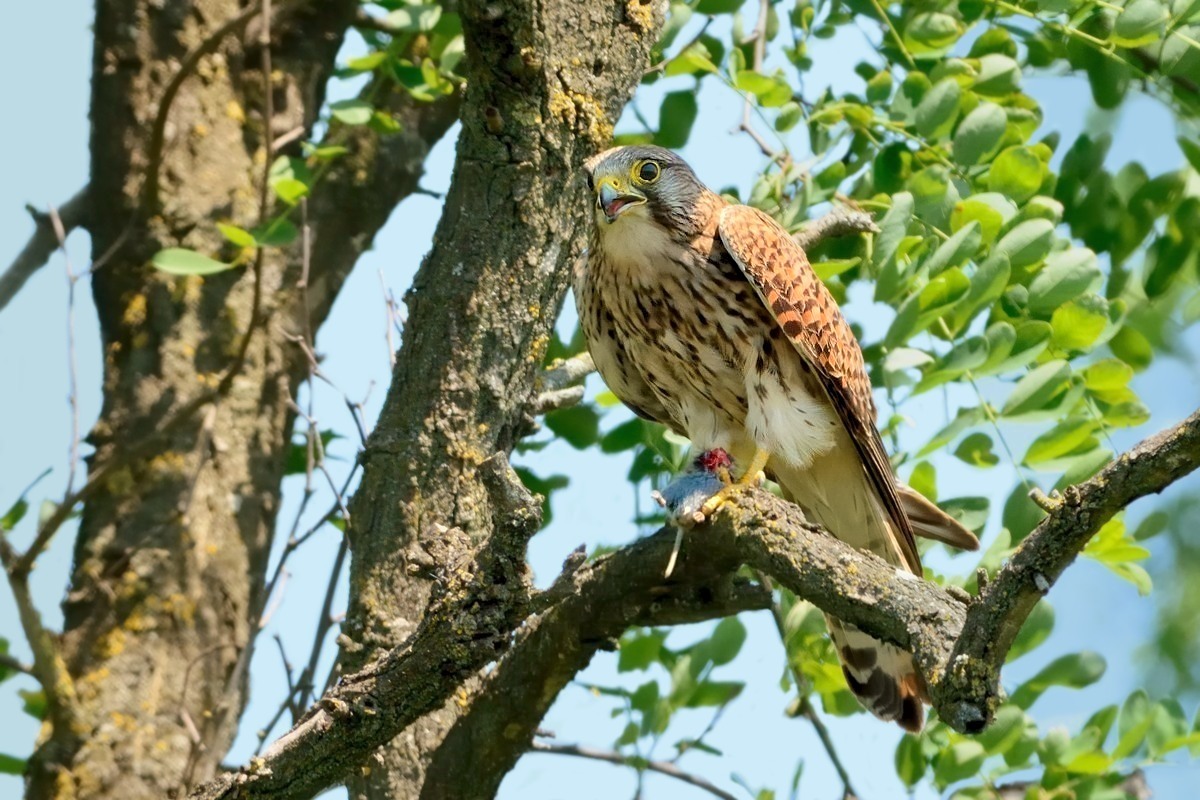 Kestrel with prey (Vole).