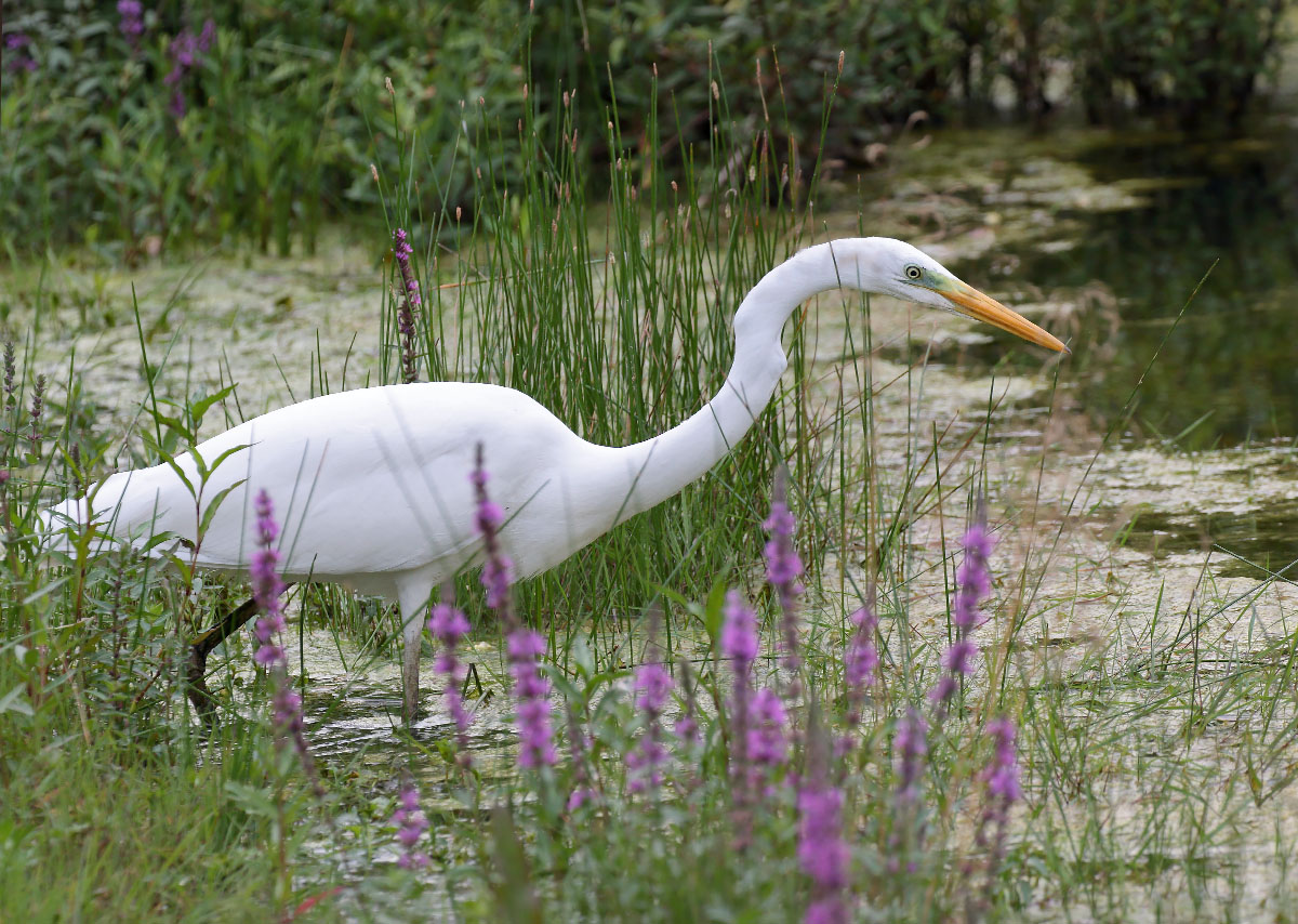 Airone bianco maggiore