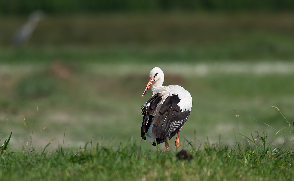 White Stork