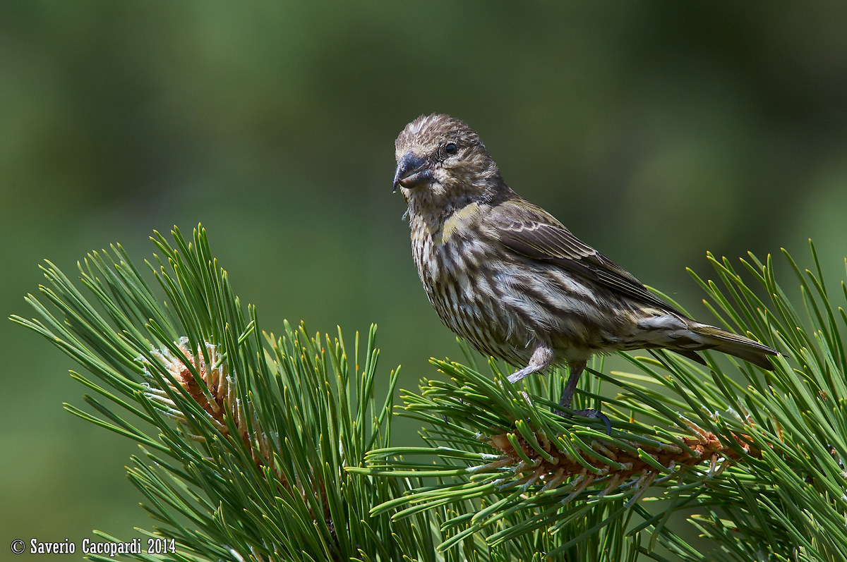 Crociere di Ferragosto
