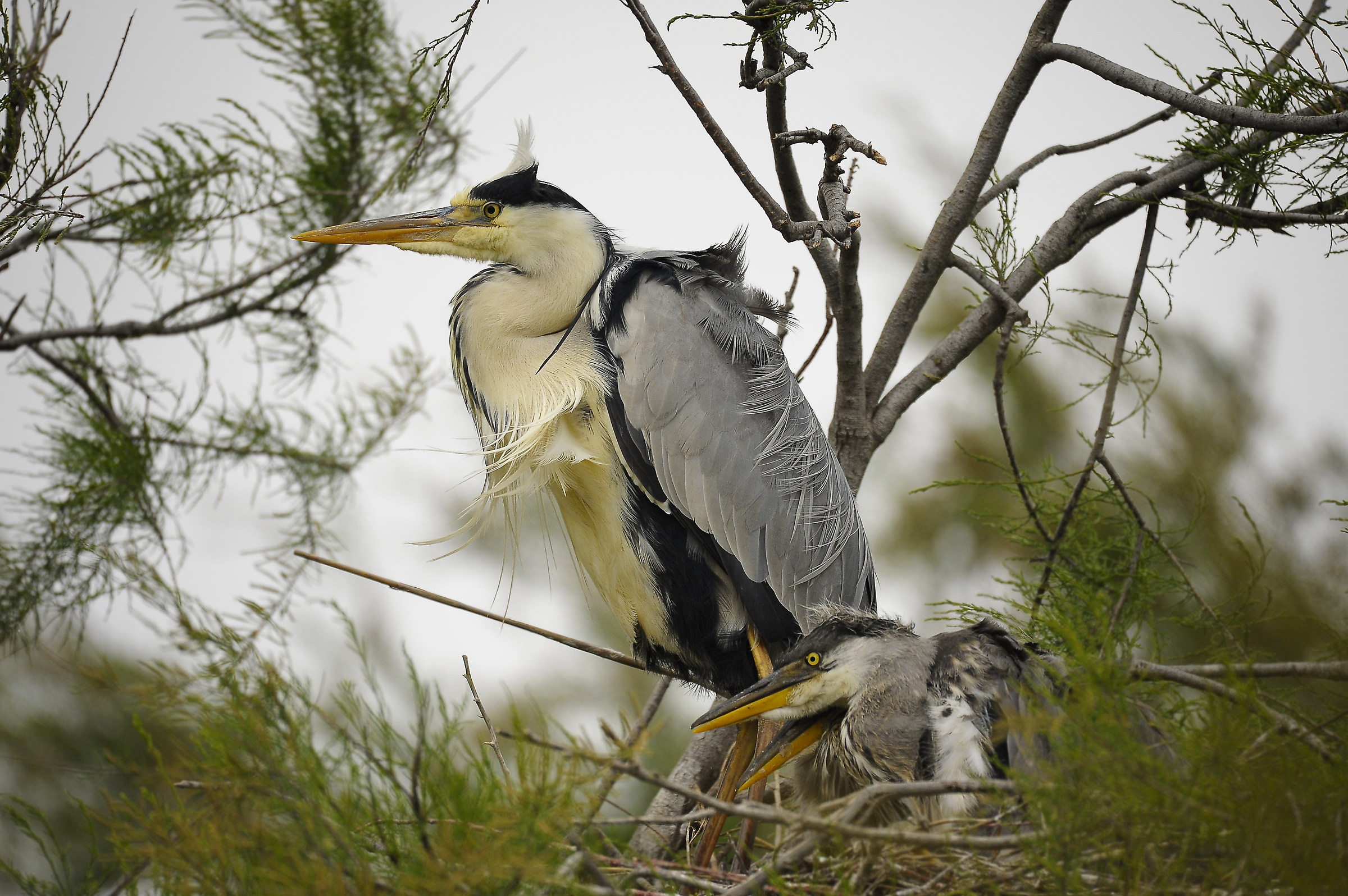 Grey Heron with offspring