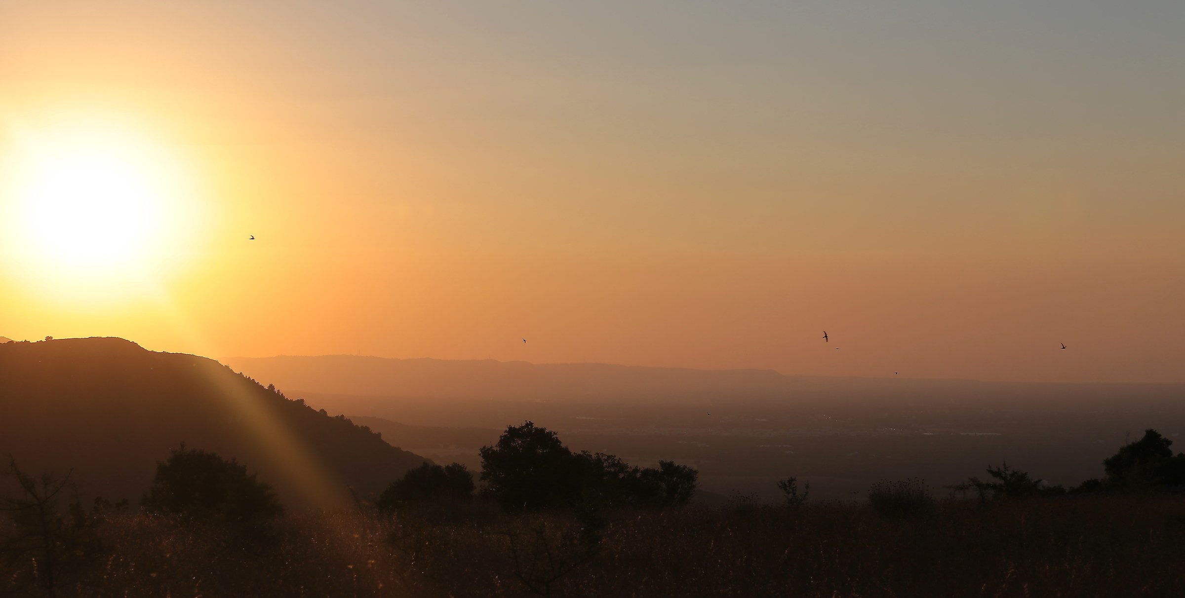 Swallows happy at sunset