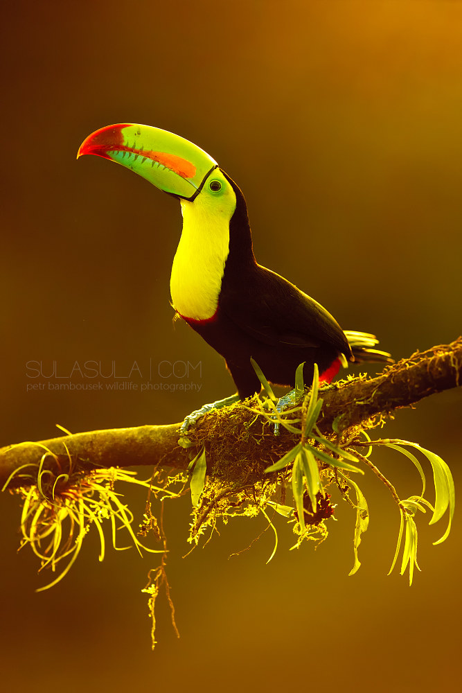 Keel-billed Toucan | Costa Rica