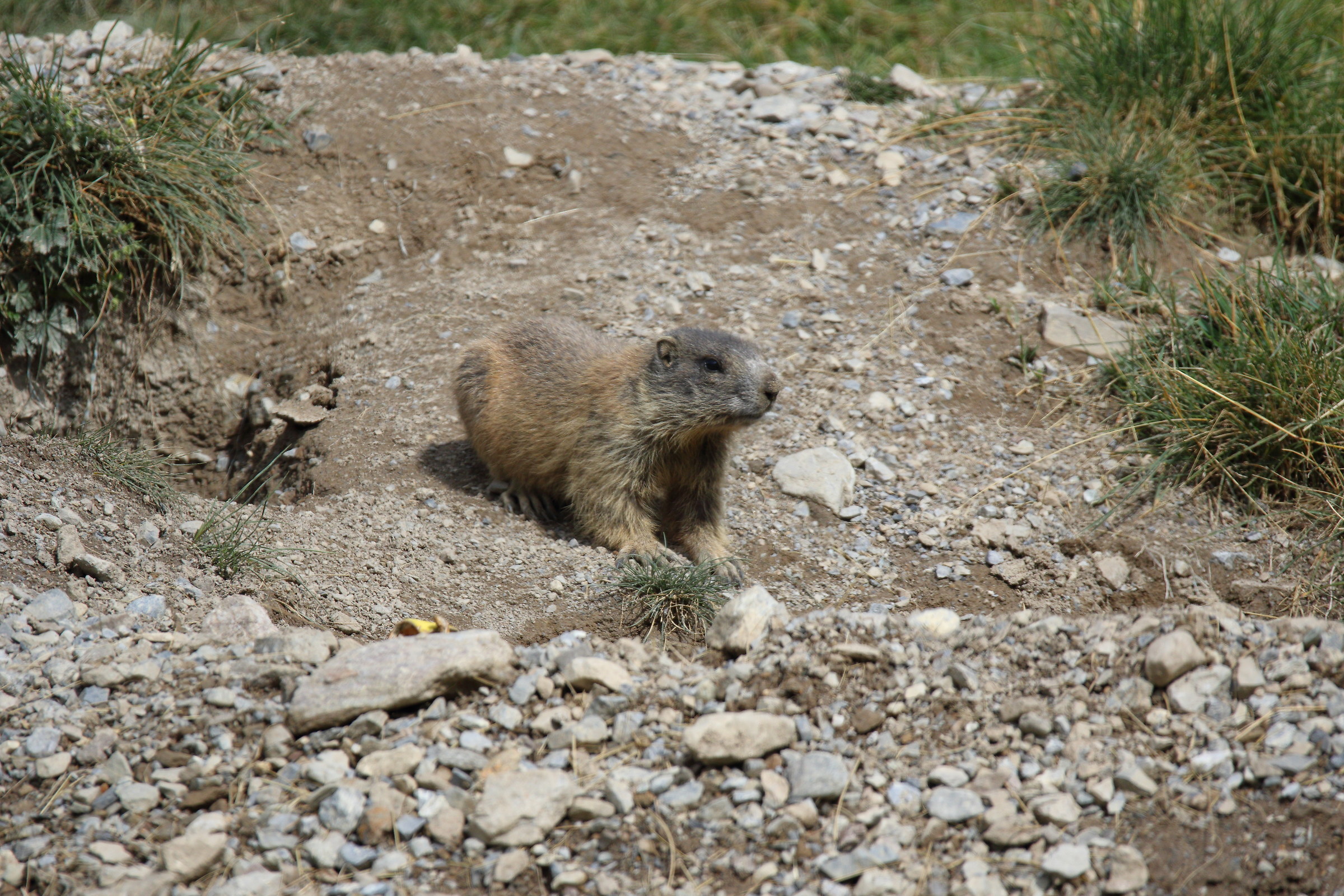 Marmot