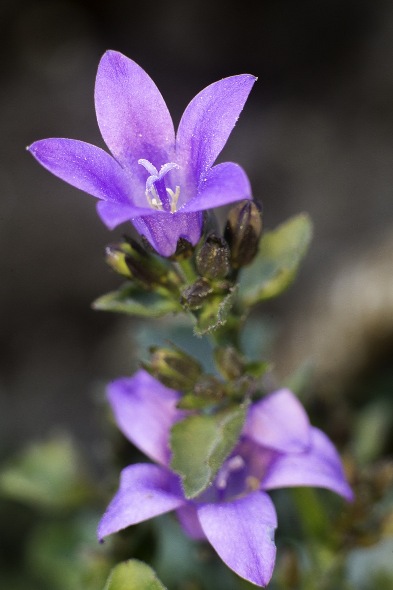 a mano libera e con i farett
