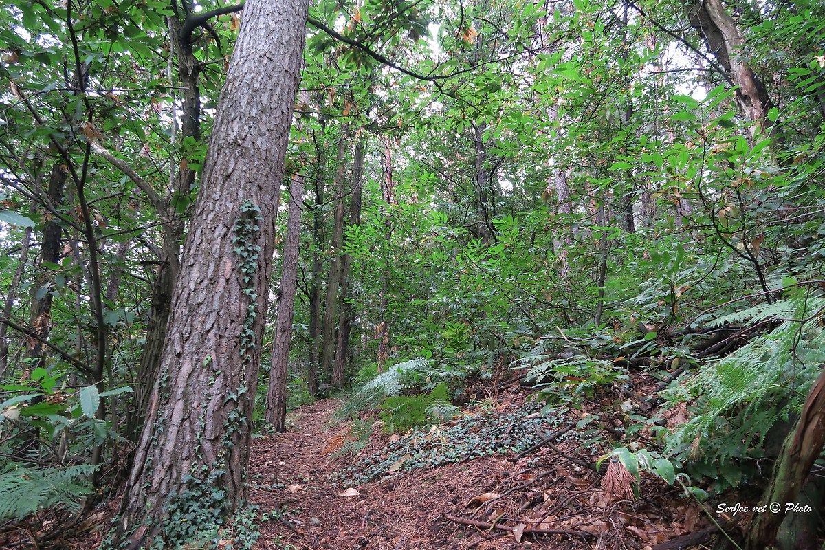 a passeggio nel bosco