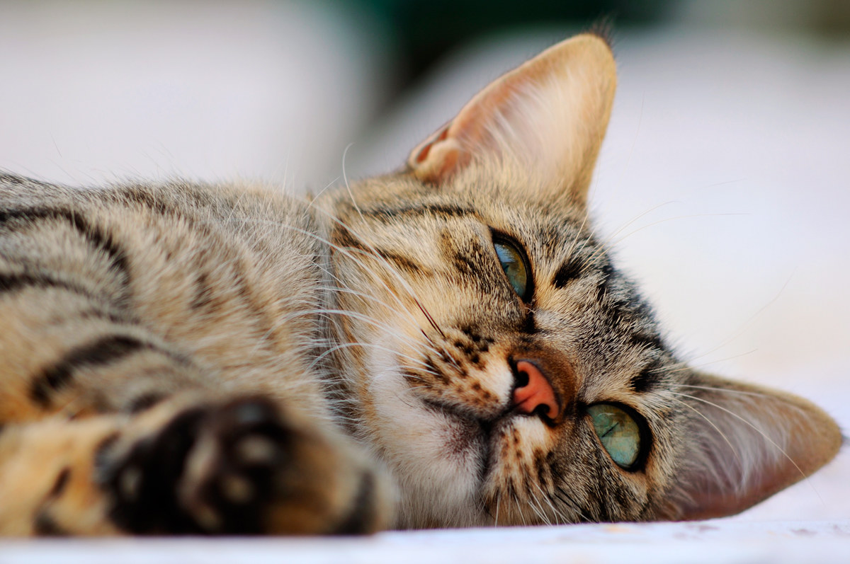 Luna la gatta - Castellammare di Stabia 20130831