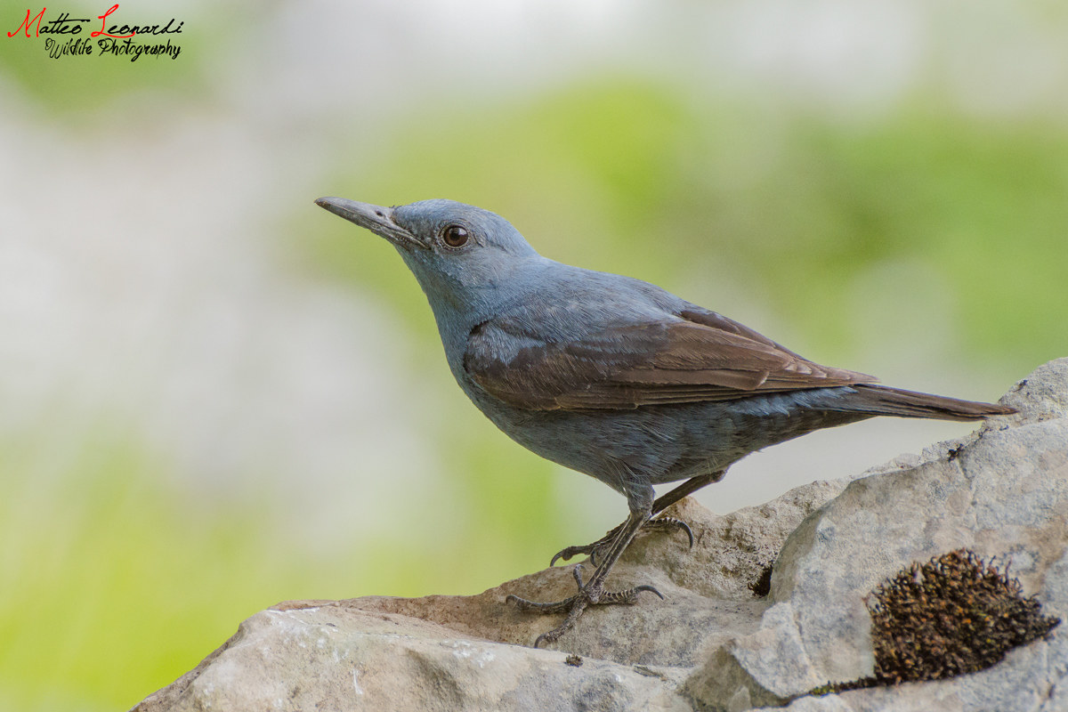 Passero Solitario - Alpi Apuane