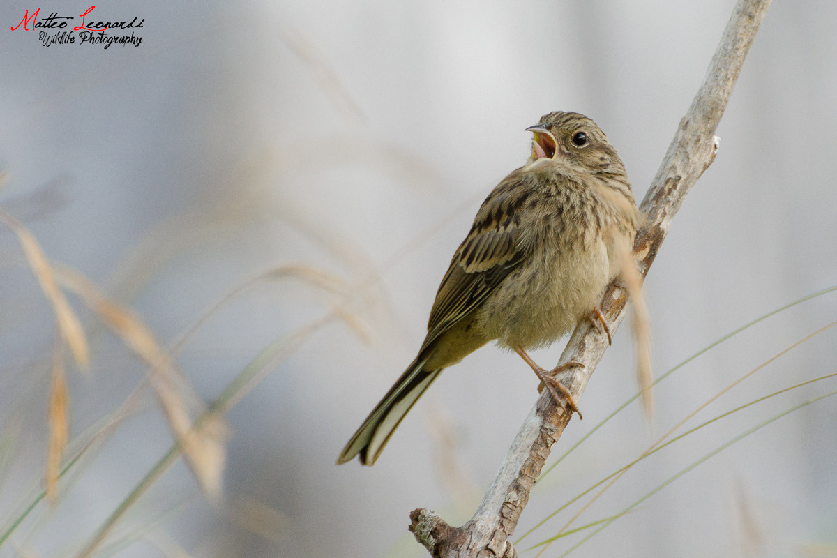 Rock Bunting Young