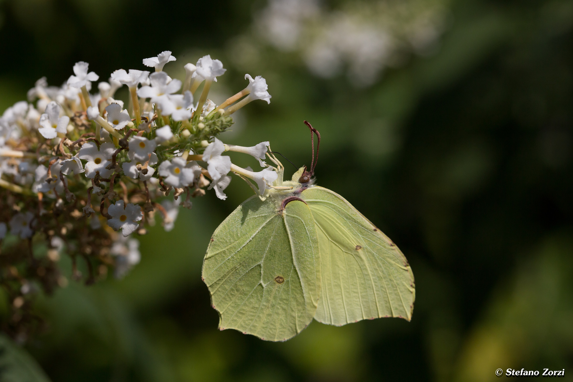 cedronella -gonepteryx rhamni male