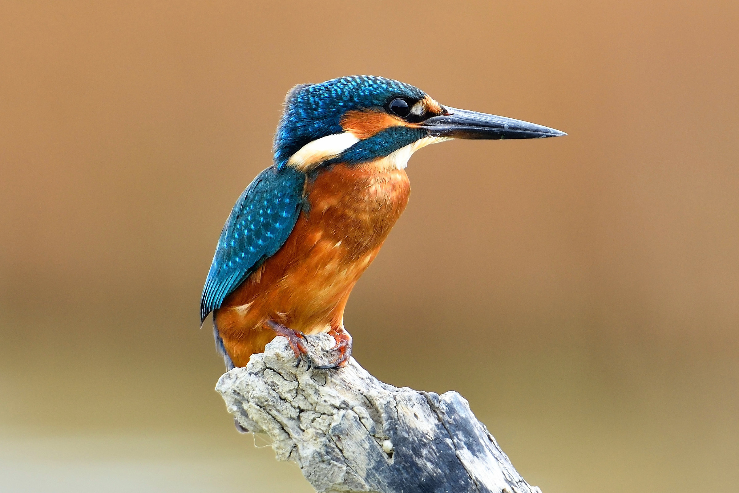 Kingfisher