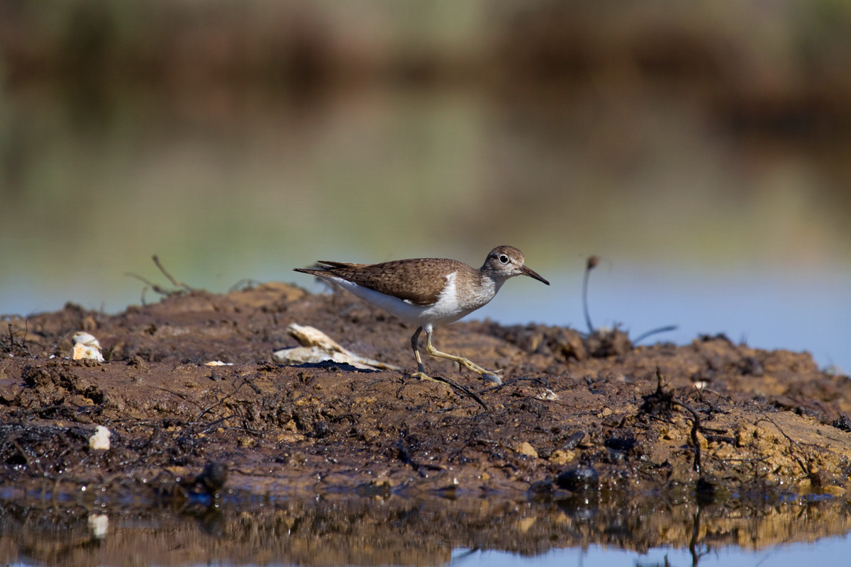 sandpiper Tuscan-orbetello