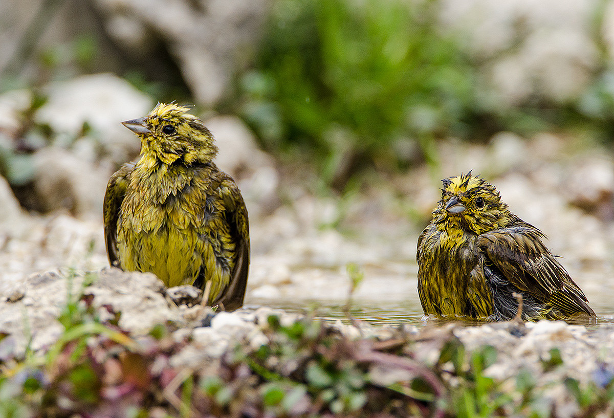 lui e lei di zigolo giallo