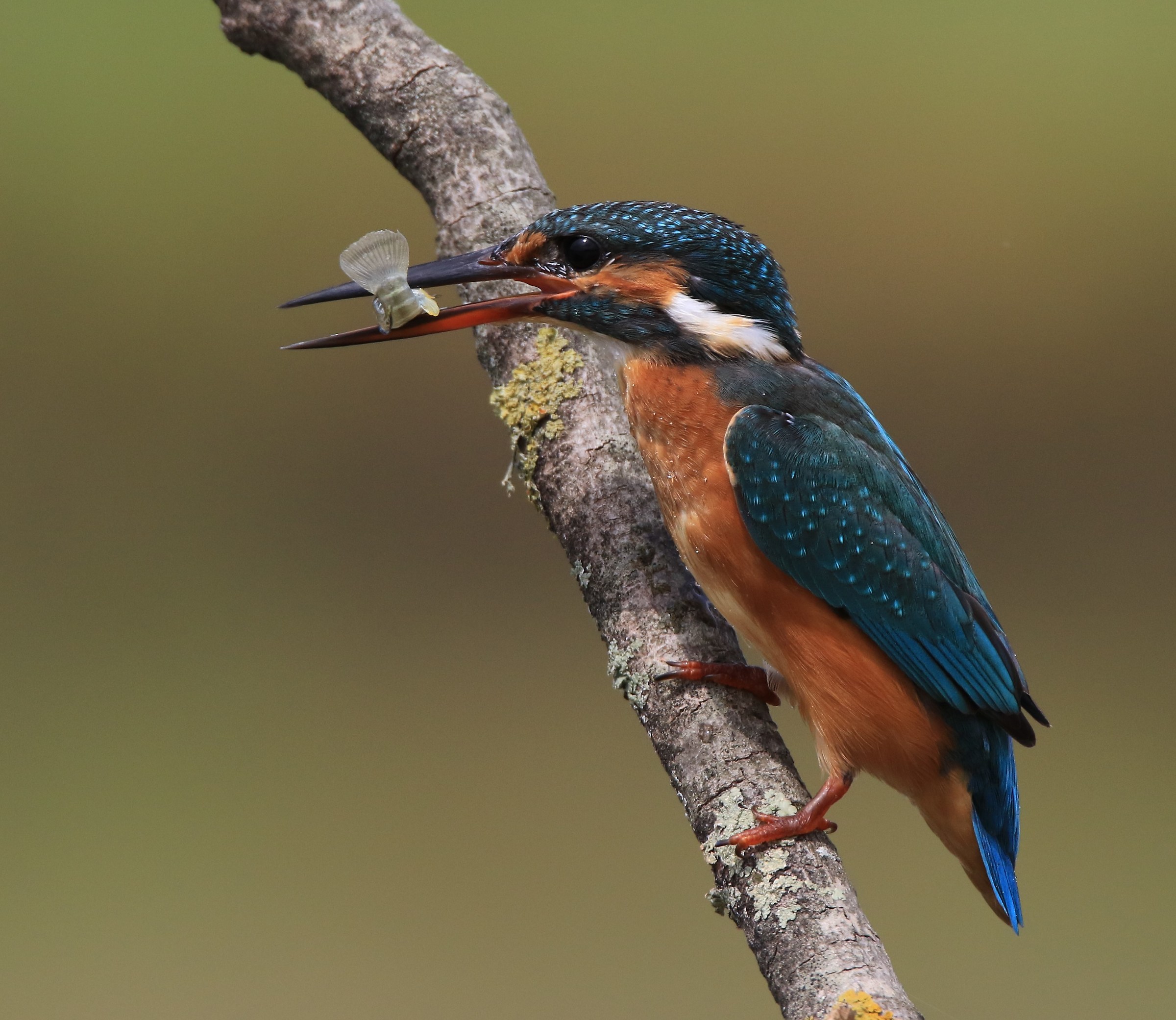 Martin Pescatore di Ferragosto