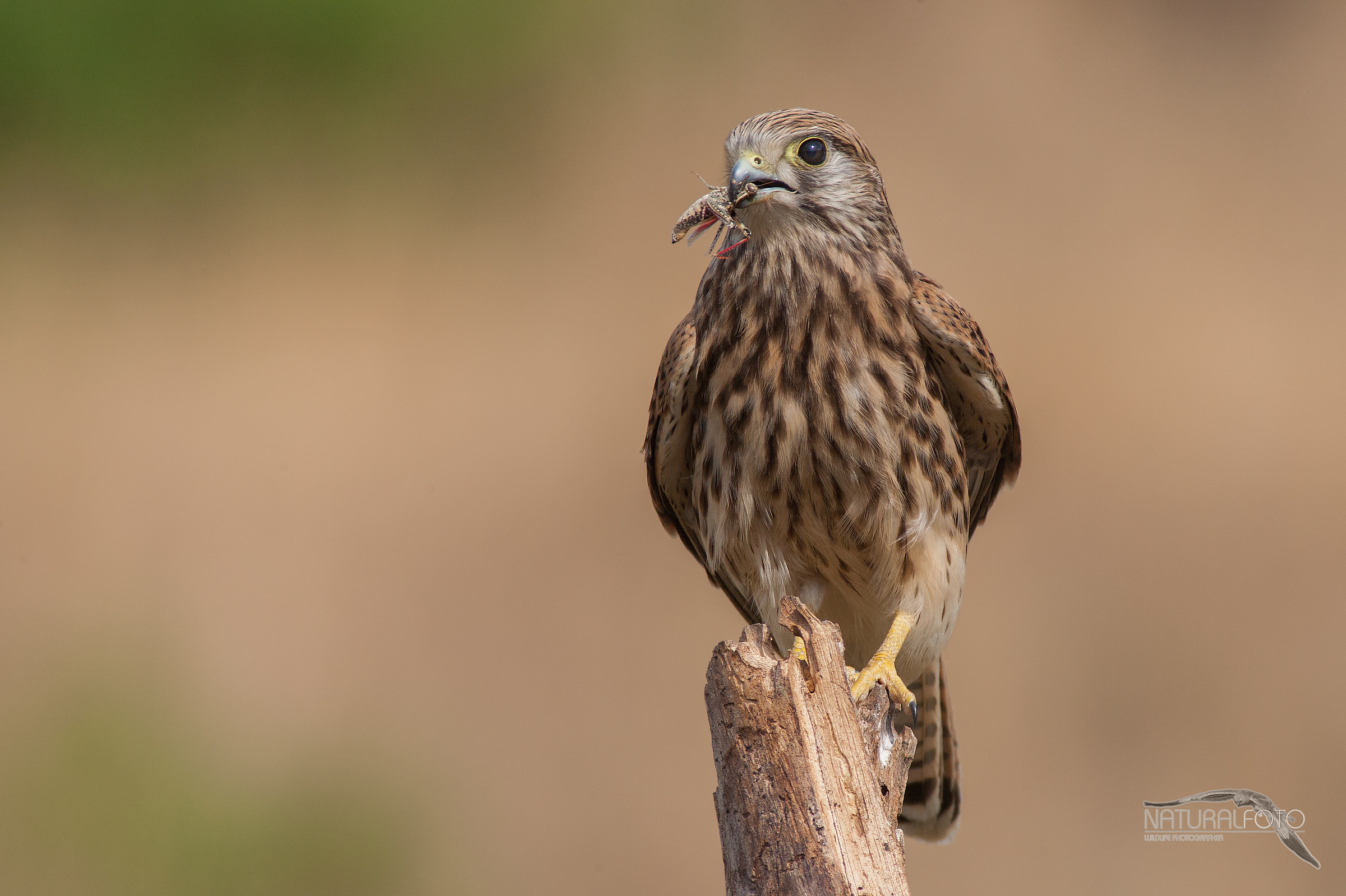 Kestrel roost shed one