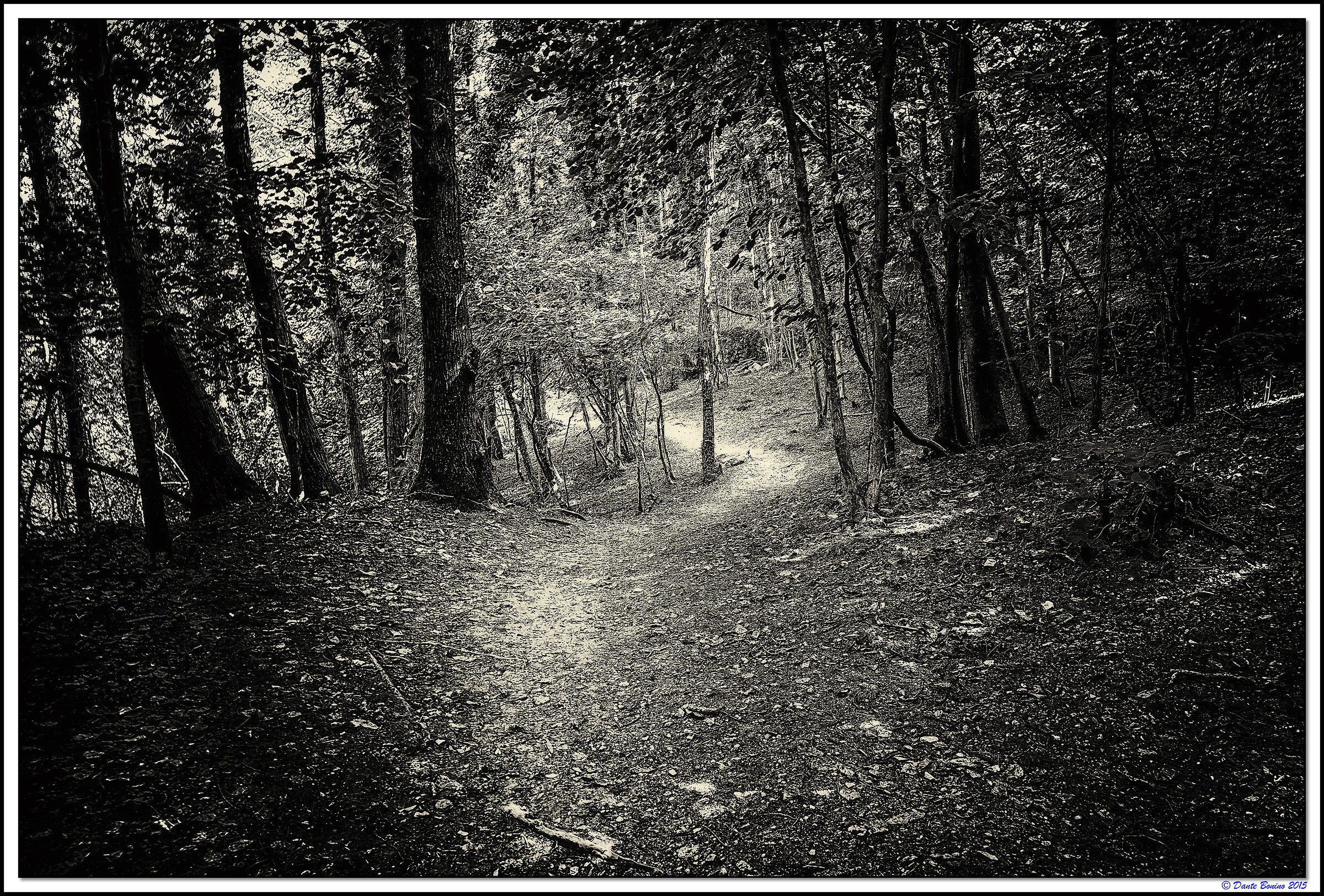 Una strada nel bosco