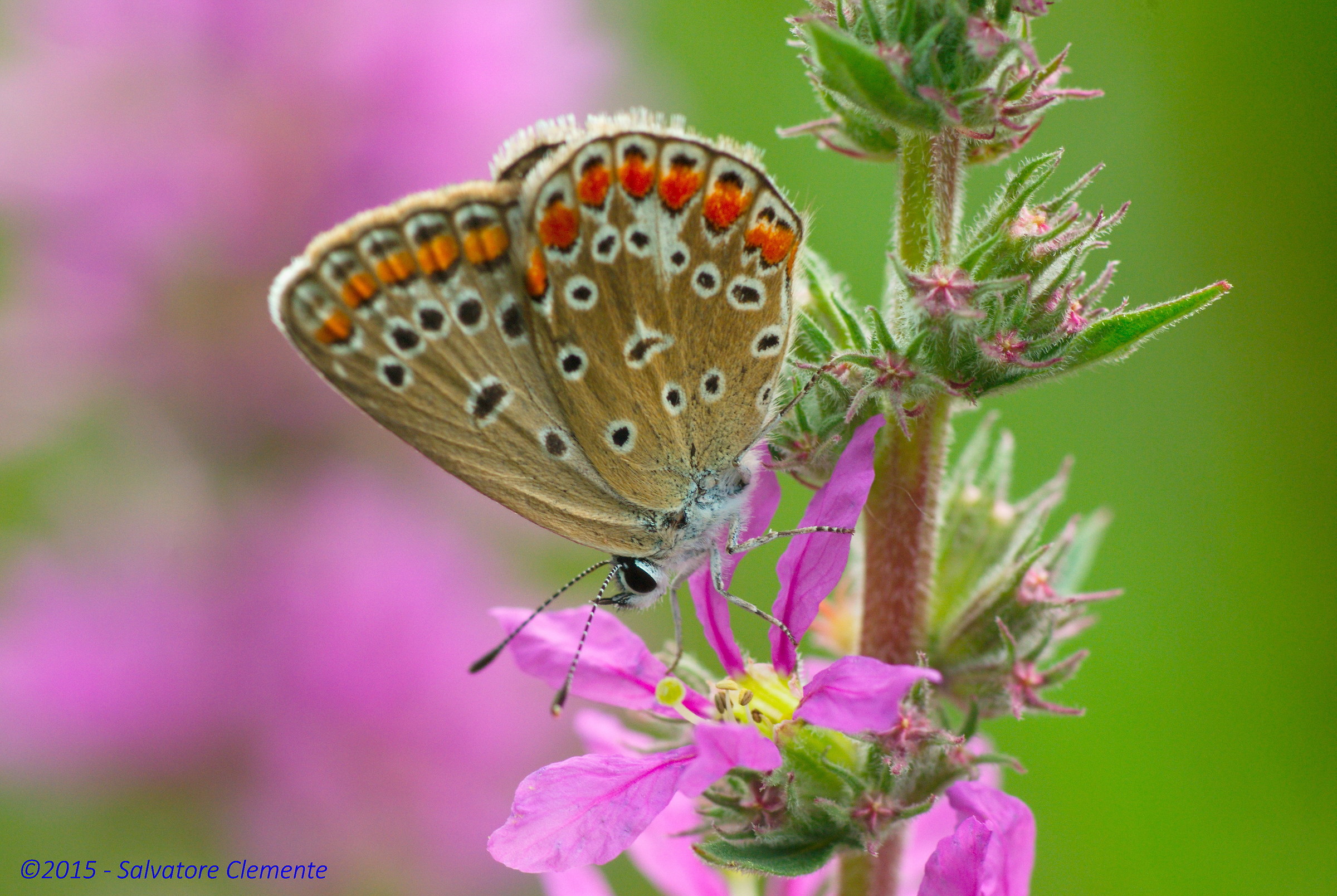 Tra il rosa e il verde...