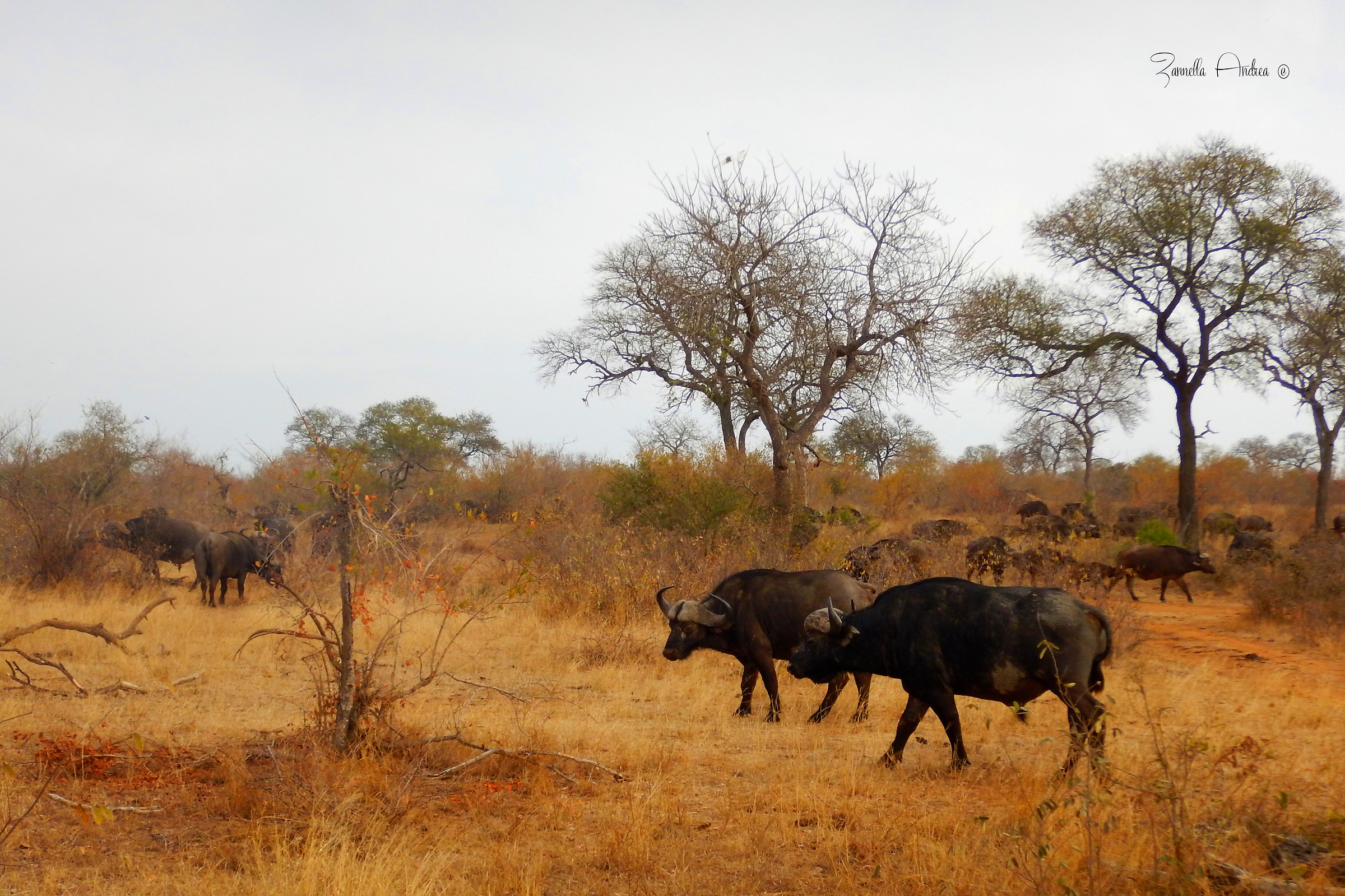 Buffalos in the bush