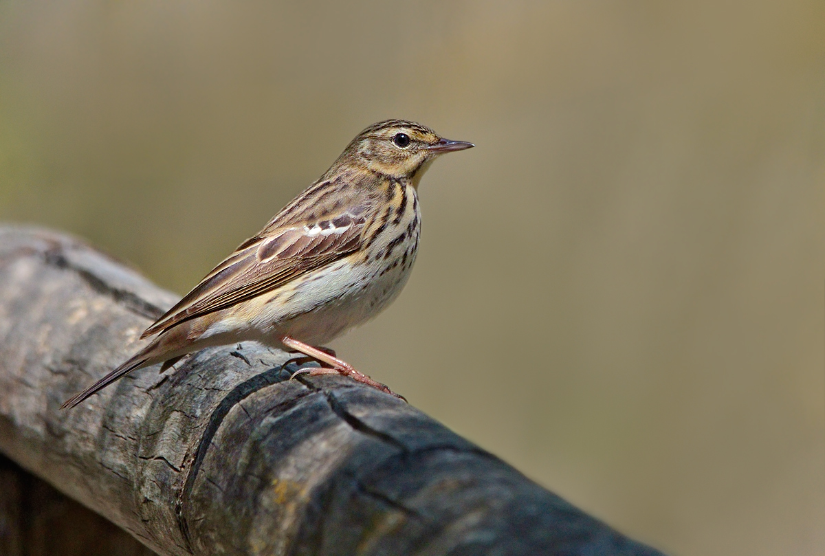 Tree Pipit in brown