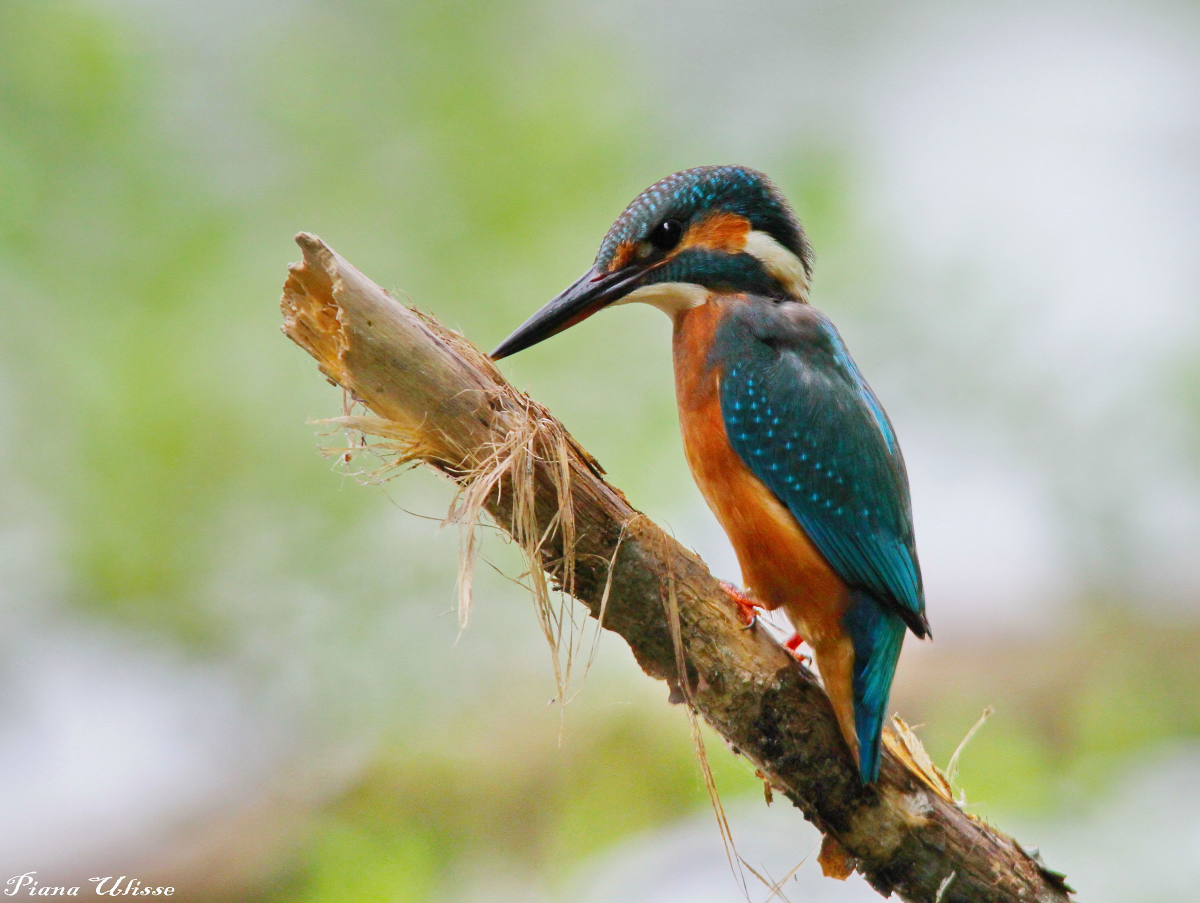 Kingfisher