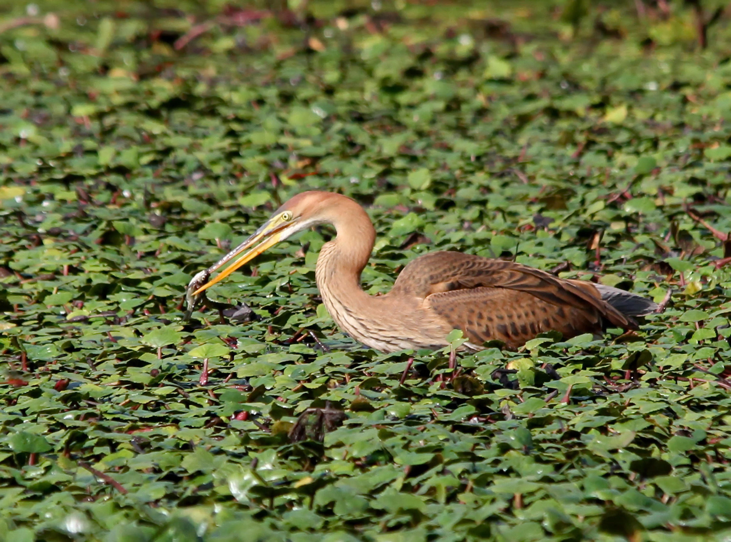 Purple Heron