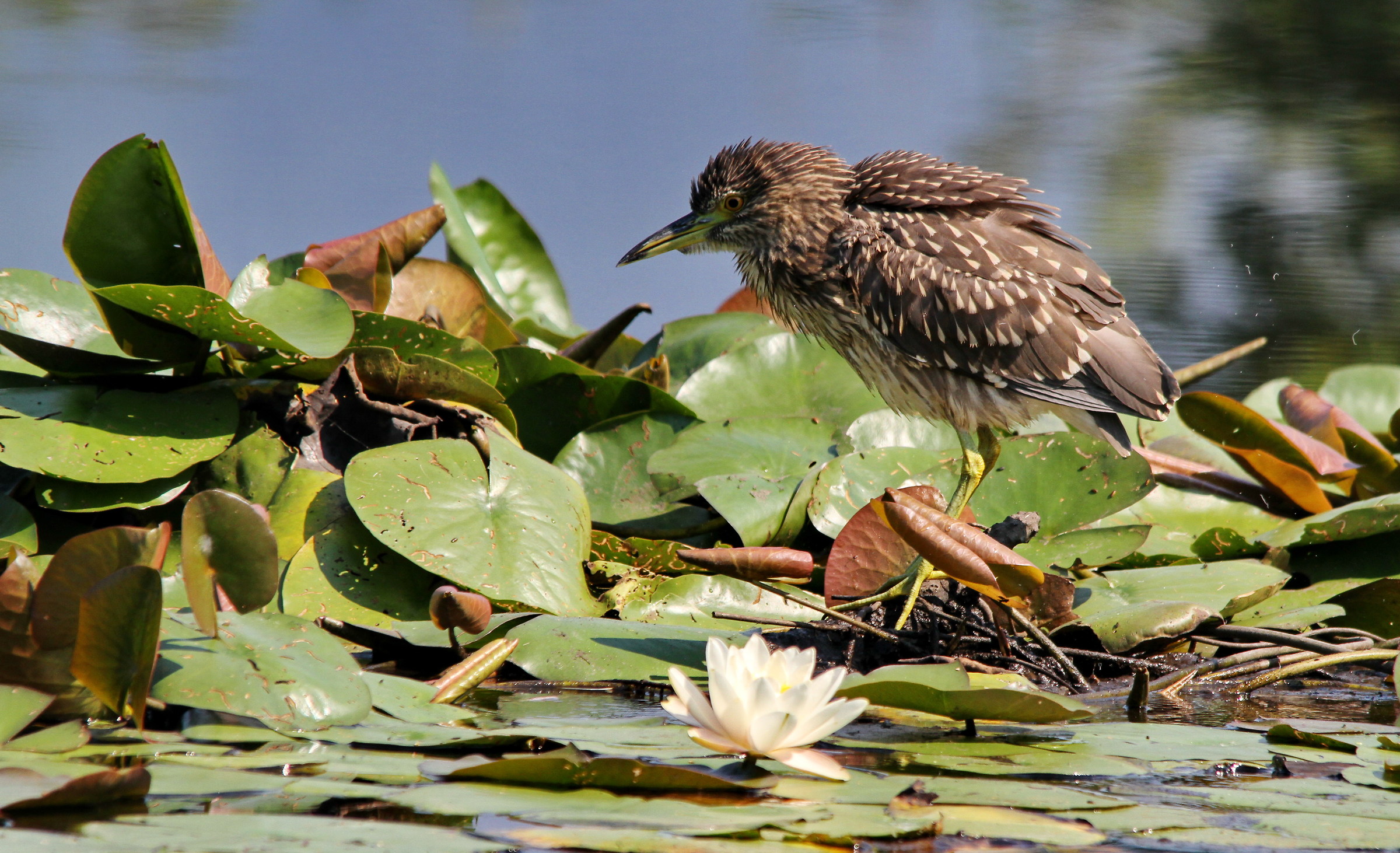 Night Heron