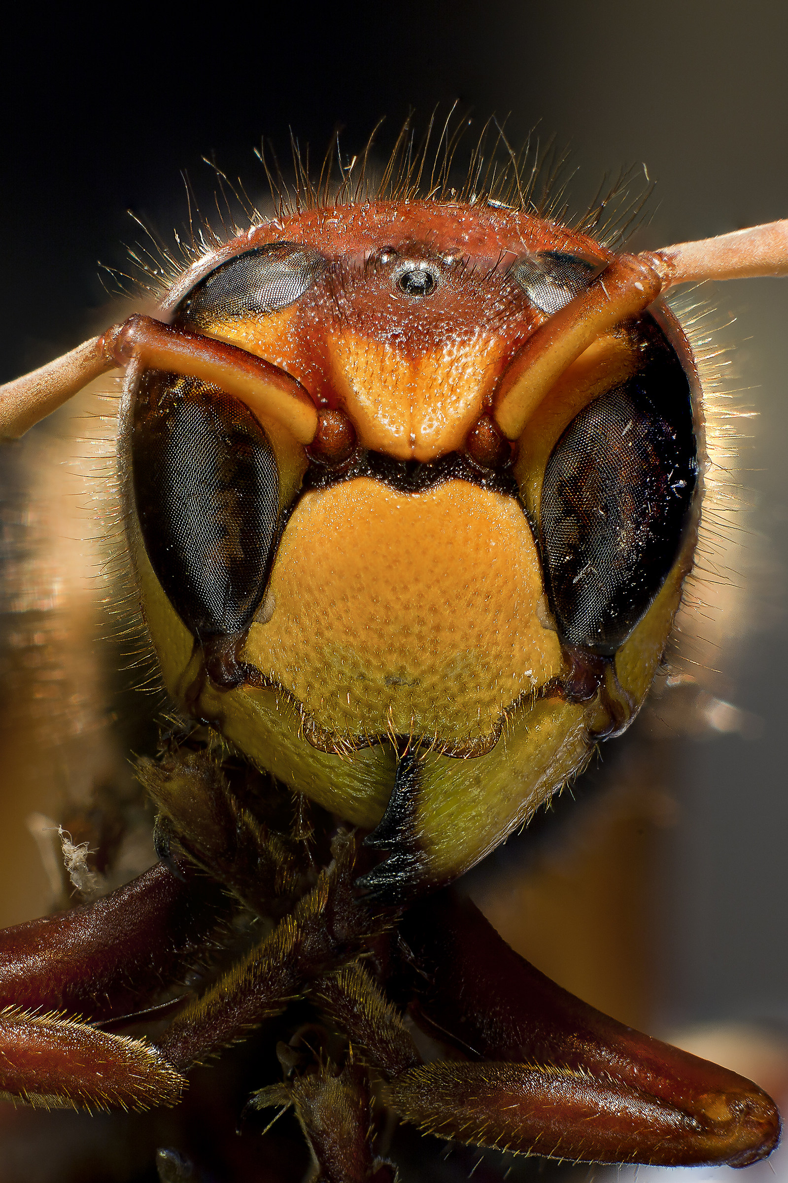 Hornet (Vespa crabro)