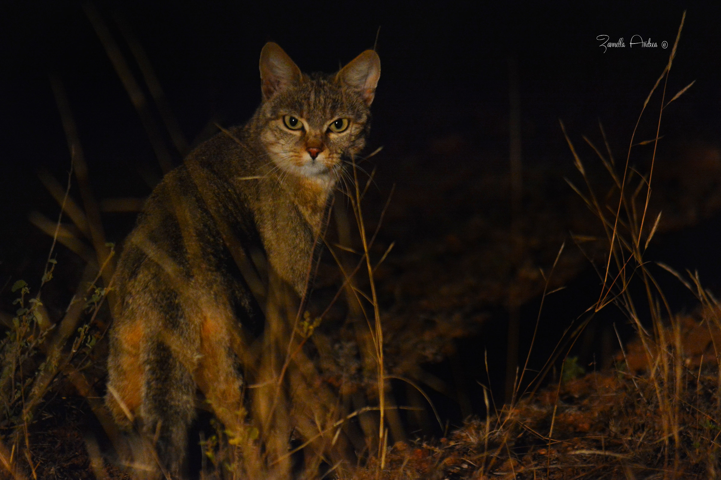 African wild cat