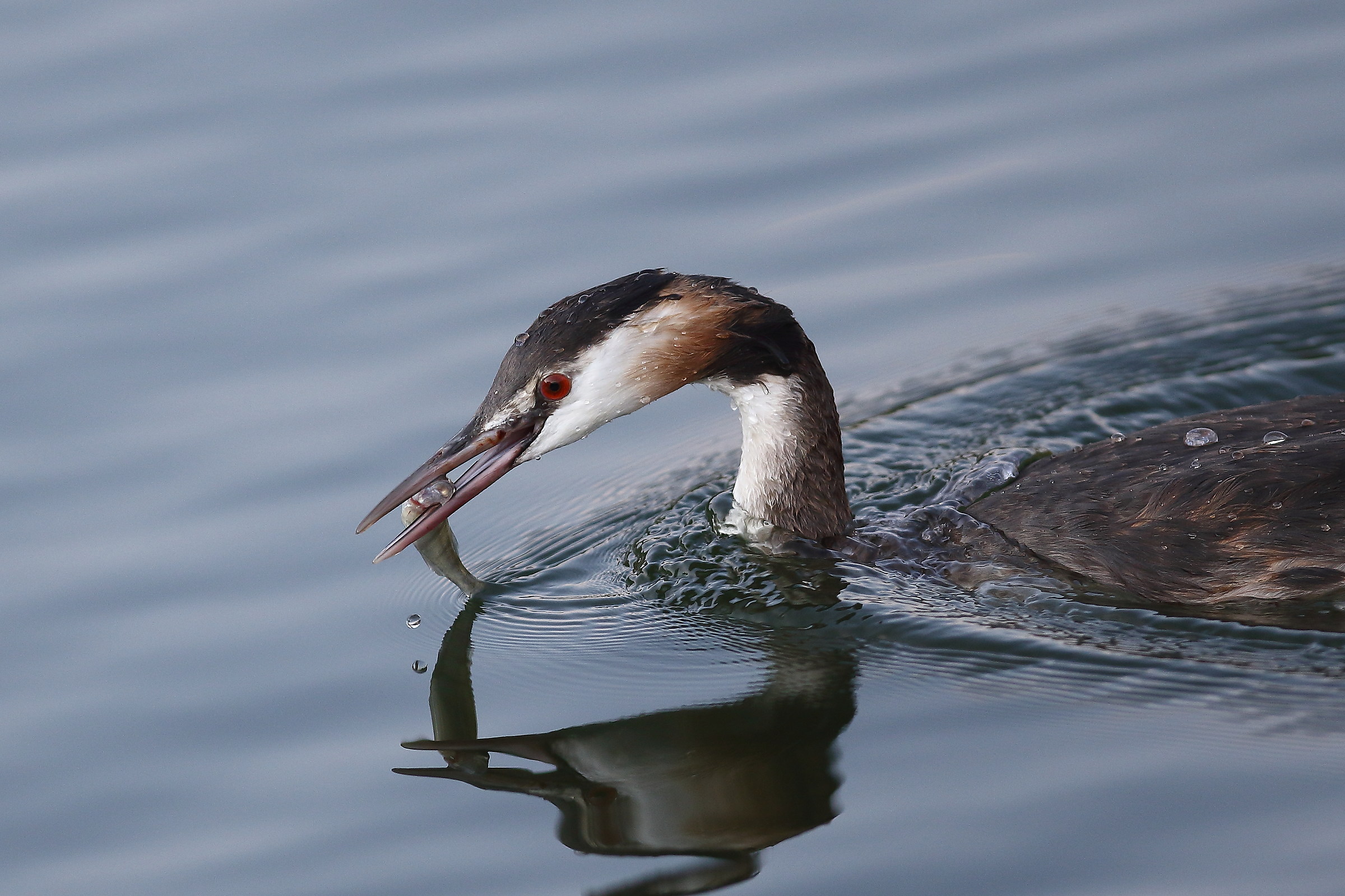 svasso con pesciolino
